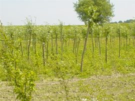 Boerderij zomer 2006 002