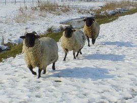 Sneeuw oranjedijk 013